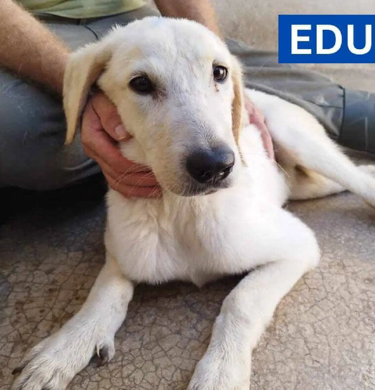 EDU